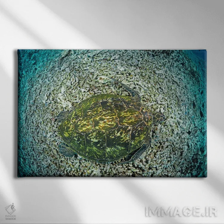 تابلو resting on reef, Maui, Hawaii,لاکپشت سبز دریایی (خلونیا میداس) در حال استراحت روی صخره، مائویی، هاوایی اثر دیوید فلیتهام - نمای روبهرو روی دیوار
