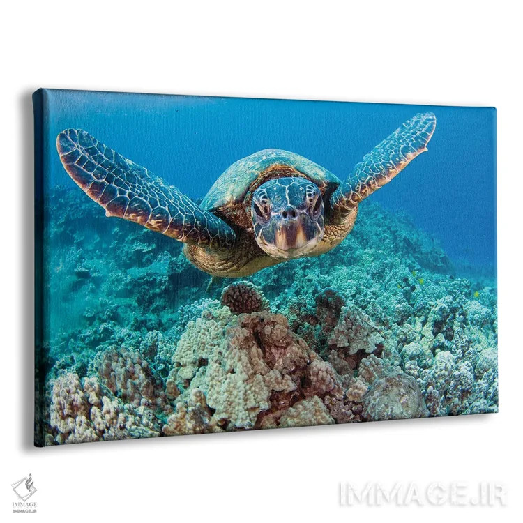 تابلو swimming in blue water, Hawaii,لاکپشت سبز دریایی (خلونیا میداس) در حال شنا در آب آبی، هاوایی اثر دیوید فلیتهام - نمای پرسپکتیو محصول