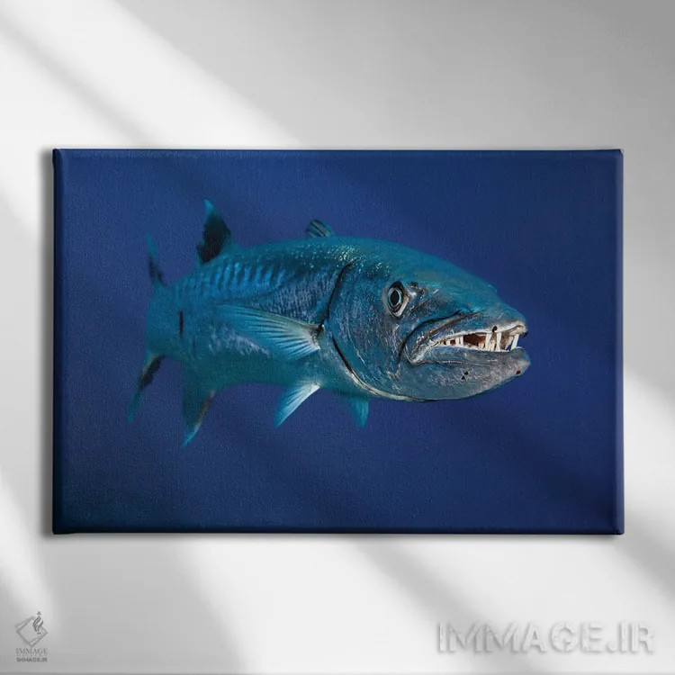 تابلو Red Sea,ماهی بنرفیش بالهدراز (هنیوکوس آکومیناتوس)، دریای سرخ اثر دیوید فلیتهام - نمای روبهرو روی دیوار