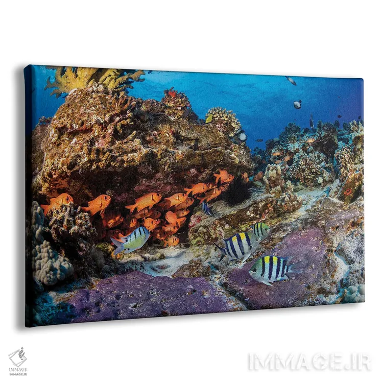 تابلو Red Sea,ماهی جراح سیاه (آکانتوروس گهم)، دریای سرخ اثر دیوید فلیتهام - نمای پرسپکتیو محصول