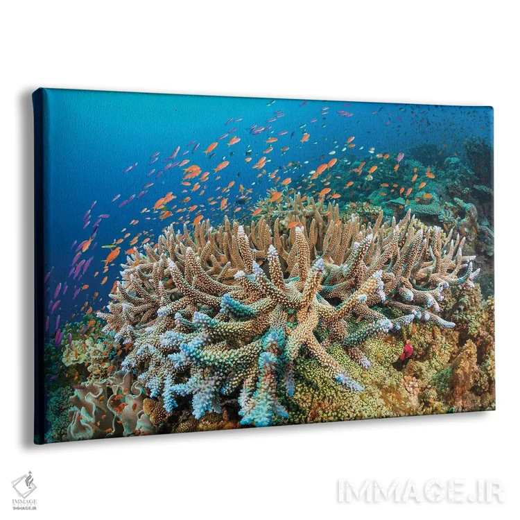 تابلو Fiji,ماهی فرشتهای سلطنتی (پیگوپلایتس دایاکانتوس)، فیجی اثر دیوید فلیتهام - نمای پرسپکتیو محصول