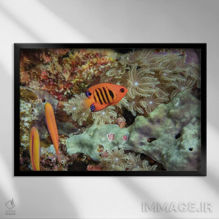 تابلو Hawaii,ماهی فرشتهای شعلهای (سنتروپیگه لوریکولا)، هاوایی اثر دیوید فلیتهام - نمای قابدار مشکی