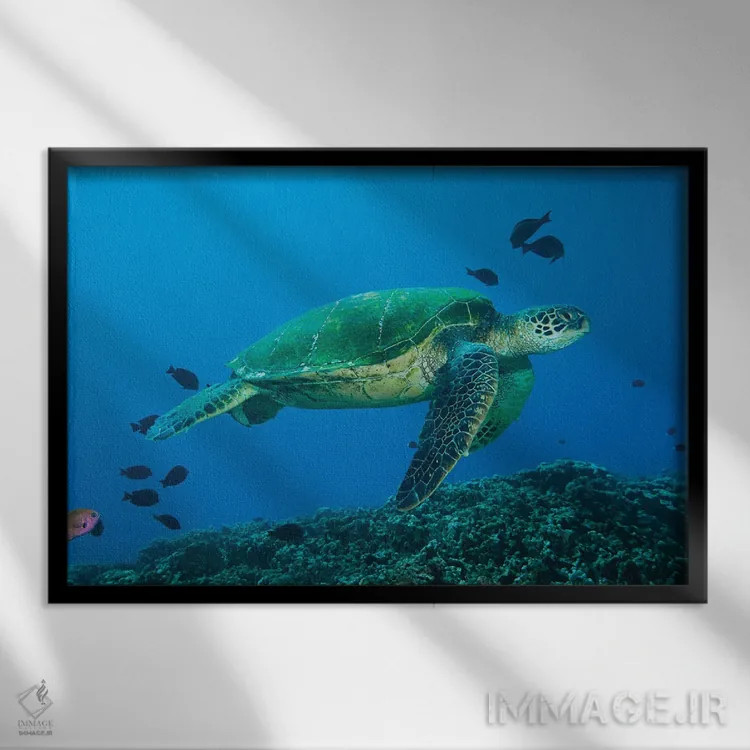 تابلو Maui, Hawaii,لاکپشت سبز دریایی (خلونیا میداس)، مائویی، هاوایی اثر دیوید فلیتهام - نمای قابدار مشکی