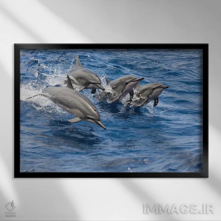 تابلو Hawaii,دلفینهای چرخان (استنلا لانگیروستریس) در حال جهش، هاوایی اثر دیوید فلیتهام - نمای قابدار مشکی