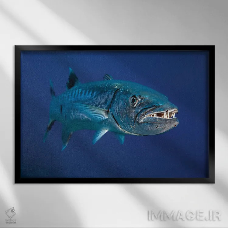 تابلو Red Sea,ماهی بنرفیش بالهدراز (هنیوکوس آکومیناتوس)، دریای سرخ اثر دیوید فلیتهام - نمای قابدار مشکی