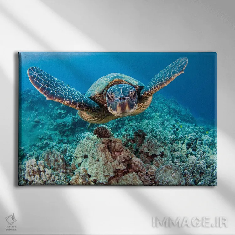 تابلو swimming in blue water, Hawaii,لاکپشت سبز دریایی (خلونیا میداس) در حال شنا در آب آبی، هاوایی اثر دیوید فلیتهام - نمای روبهرو روی دیوار