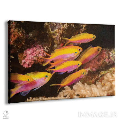 تابلو Fiji,جفت ماهی آنتیاس مربعی (پسودآنتیاس پلئوروتینیا)، فیجی اثر دیوید فلیتهام - نمای پرسپکتیو محصول