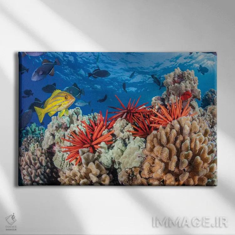 تابلو Fiji,ماهی فرشتهای نقابزرد (پوماکانتوس زانتومتوپون)، فیجی اثر دیوید فلیتهام - نمای روبهرو روی دیوار