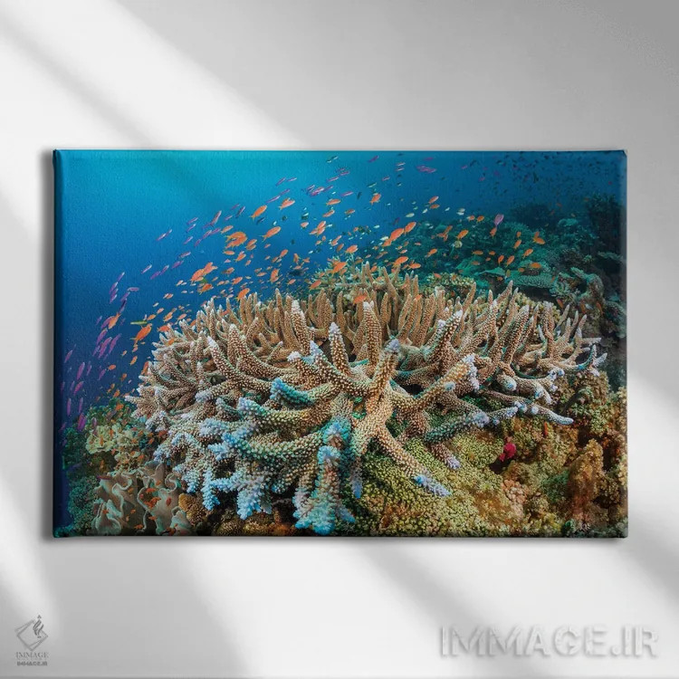 تابلو Fiji,ماهی فرشتهای سلطنتی (پیگوپلایتس دایاکانتوس)، فیجی اثر دیوید فلیتهام - نمای روبهرو روی دیوار