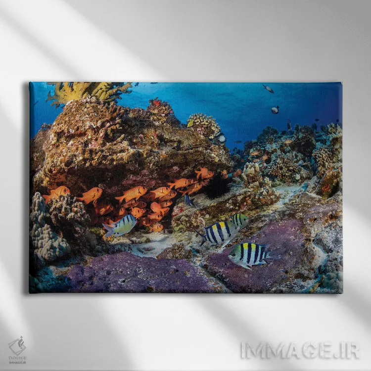 تابلو Red Sea,ماهی جراح سیاه (آکانتوروس گهم)، دریای سرخ اثر دیوید فلیتهام - نمای روبهرو روی دیوار