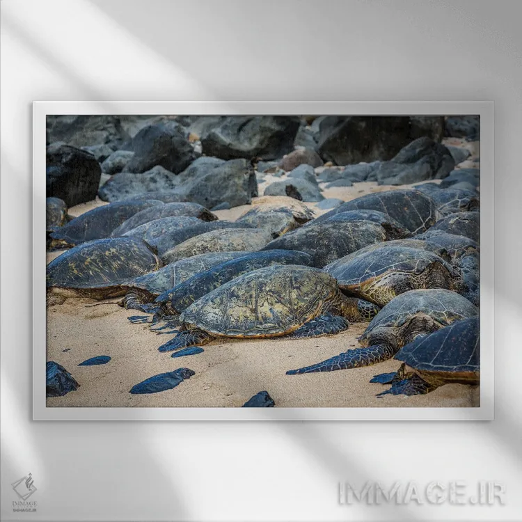 تابلو close-up, Maui, Hawaii,نمای نزدیک لاکپشت سبز دریایی (خلونیا میداس)، مائویی، هاوایی اثر دیوید فلیتهام - نمای قابدار سفید