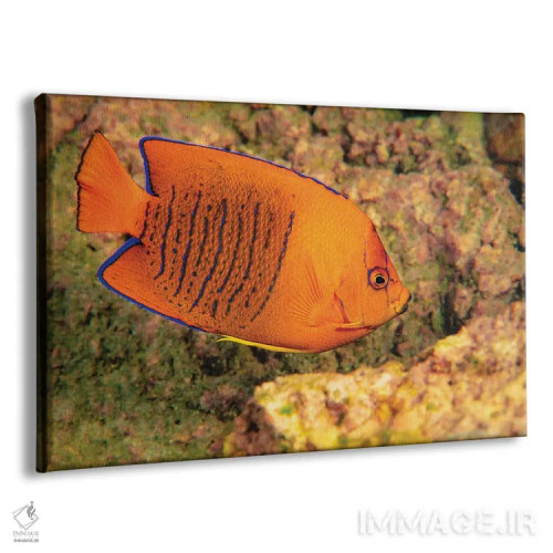تابلو Papua New Guinea,ماهی دلقک (آمفیپریان پرکولا) در شقایق دریایی، پاپوا گینه نو اثر دیوید فلیتهام - نمای پرسپکتیو محصول
