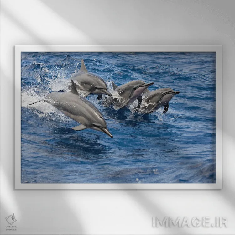 تابلو Hawaii,دلفینهای چرخان (استنلا لانگیروستریس) در حال جهش، هاوایی اثر دیوید فلیتهام - نمای قابدار سفید