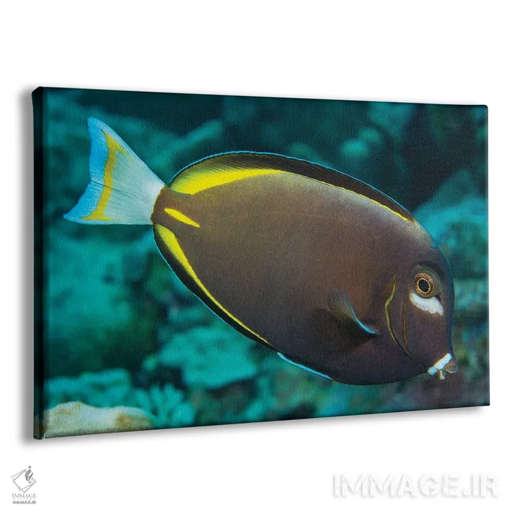 تابلو Red Sea,گله ماهی بنرفیش (هنیوکوس اینترمدیوس)، دریای سرخ اثر دیوید فلیتهام - نمای پرسپکتیو محصول