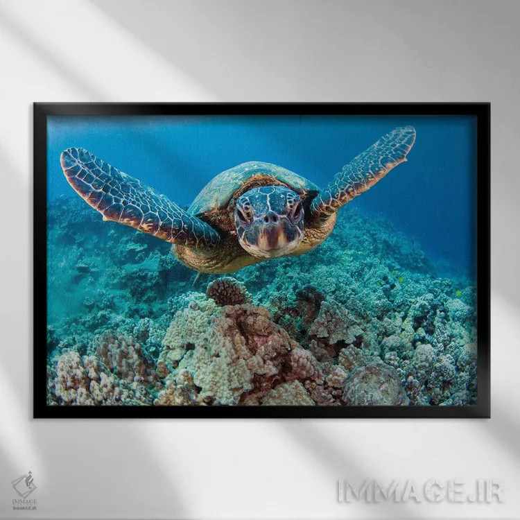 تابلو swimming in blue water, Hawaii,لاکپشت سبز دریایی (خلونیا میداس) در حال شنا در آب آبی، هاوایی اثر دیوید فلیتهام - نمای قابدار مشکی