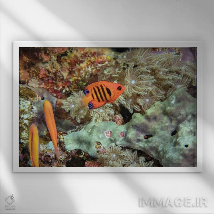 تابلو Hawaii,ماهی فرشتهای شعلهای (سنتروپیگه لوریکولا)، هاوایی اثر دیوید فلیتهام - نمای قابدار سفید