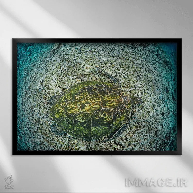 تابلو resting on reef, Maui, Hawaii,لاکپشت سبز دریایی (خلونیا میداس) در حال استراحت روی صخره، مائویی، هاوایی اثر دیوید فلیتهام - نمای قابدار مشکی