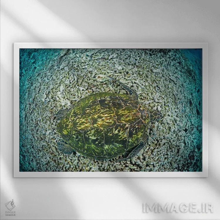 تابلو resting on reef, Maui, Hawaii,لاکپشت سبز دریایی (خلونیا میداس) در حال استراحت روی صخره، مائویی، هاوایی اثر دیوید فلیتهام - نمای قابدار سفید