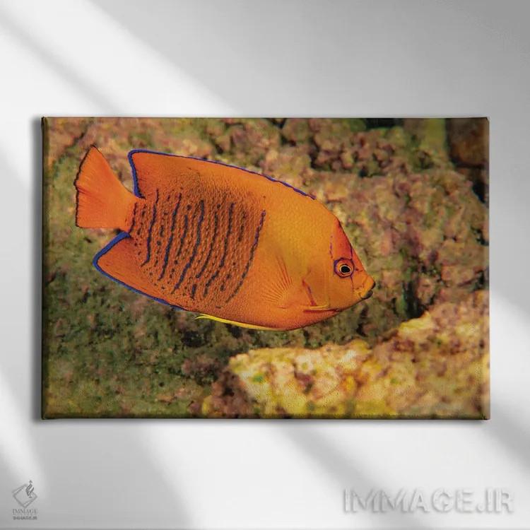 تابلو Papua New Guinea,ماهی دلقک (آمفیپریان پرکولا) در شقایق دریایی، پاپوا گینه نو اثر دیوید فلیتهام - نمای روبهرو روی دیوار