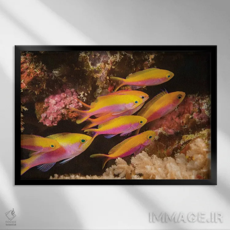 تابلو Fiji,جفت ماهی آنتیاس مربعی (پسودآنتیاس پلئوروتینیا)، فیجی اثر دیوید فلیتهام - نمای قابدار مشکی