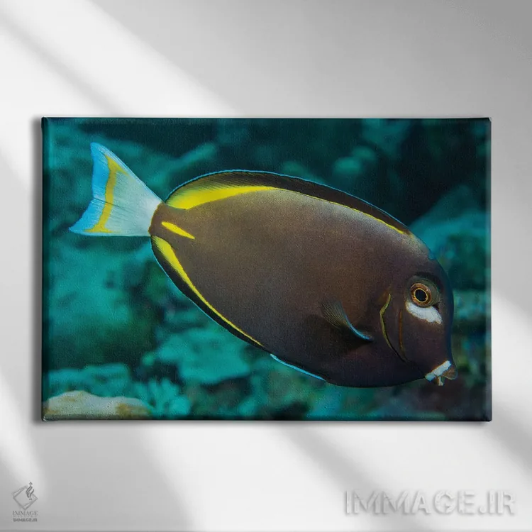 تابلو Red Sea,گله ماهی بنرفیش (هنیوکوس اینترمدیوس)، دریای سرخ اثر دیوید فلیتهام - نمای روبهرو روی دیوار