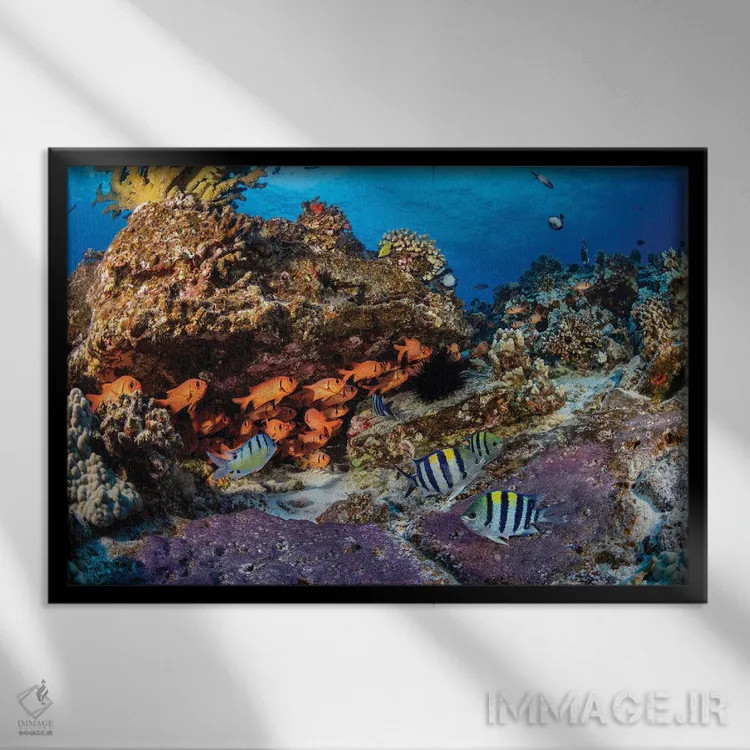 تابلو Red Sea,ماهی جراح سیاه (آکانتوروس گهم)، دریای سرخ اثر دیوید فلیتهام - نمای قابدار مشکی