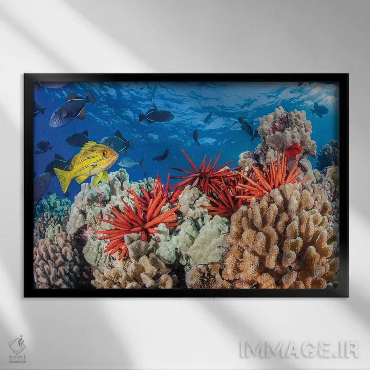 تابلو Fiji,ماهی فرشتهای نقابزرد (پوماکانتوس زانتومتوپون)، فیجی اثر دیوید فلیتهام - نمای قابدار مشکی