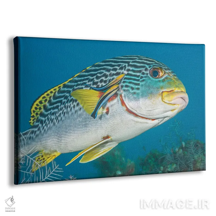 تابلو Fiji,ماهی آیدل موریش (زانکلوس کورنوتوس)، فیجی اثر دیوید فلیتهام - نمای پرسپکتیو محصول