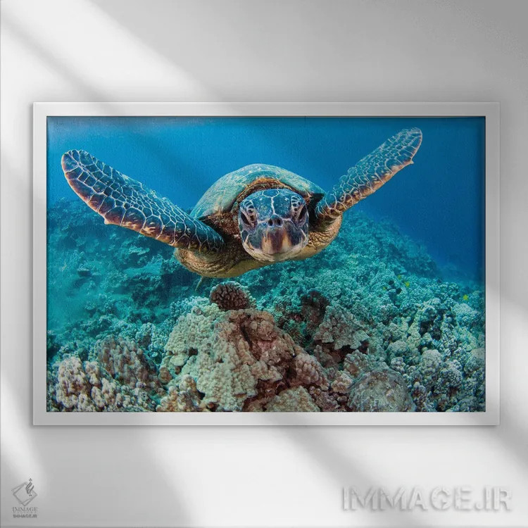 تابلو swimming in blue water, Hawaii,لاکپشت سبز دریایی (خلونیا میداس) در حال شنا در آب آبی، هاوایی اثر دیوید فلیتهام - نمای قابدار سفید