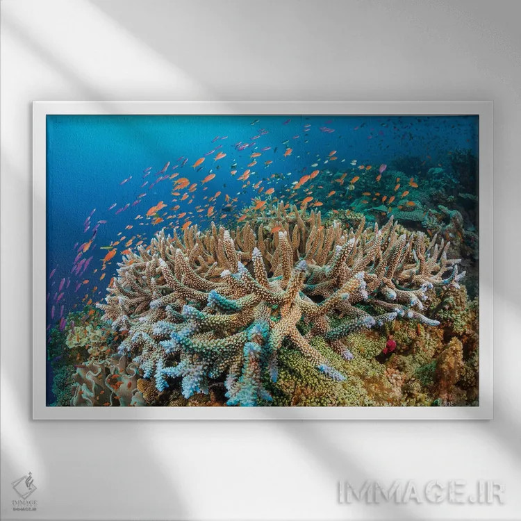 تابلو Fiji,ماهی فرشتهای سلطنتی (پیگوپلایتس دایاکانتوس)، فیجی اثر دیوید فلیتهام - نمای قابدار سفید