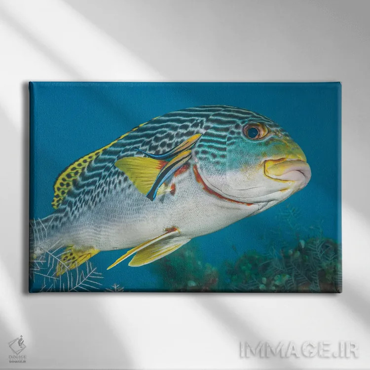 تابلو Fiji,ماهی آیدل موریش (زانکلوس کورنوتوس)، فیجی اثر دیوید فلیتهام - نمای روبهرو روی دیوار