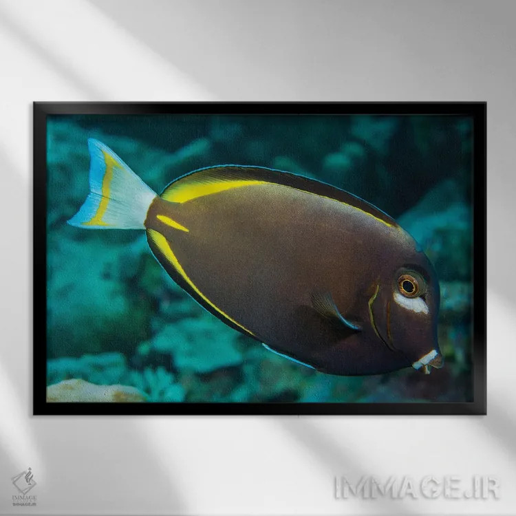 تابلو Red Sea,گله ماهی بنرفیش (هنیوکوس اینترمدیوس)، دریای سرخ اثر دیوید فلیتهام - نمای قابدار مشکی