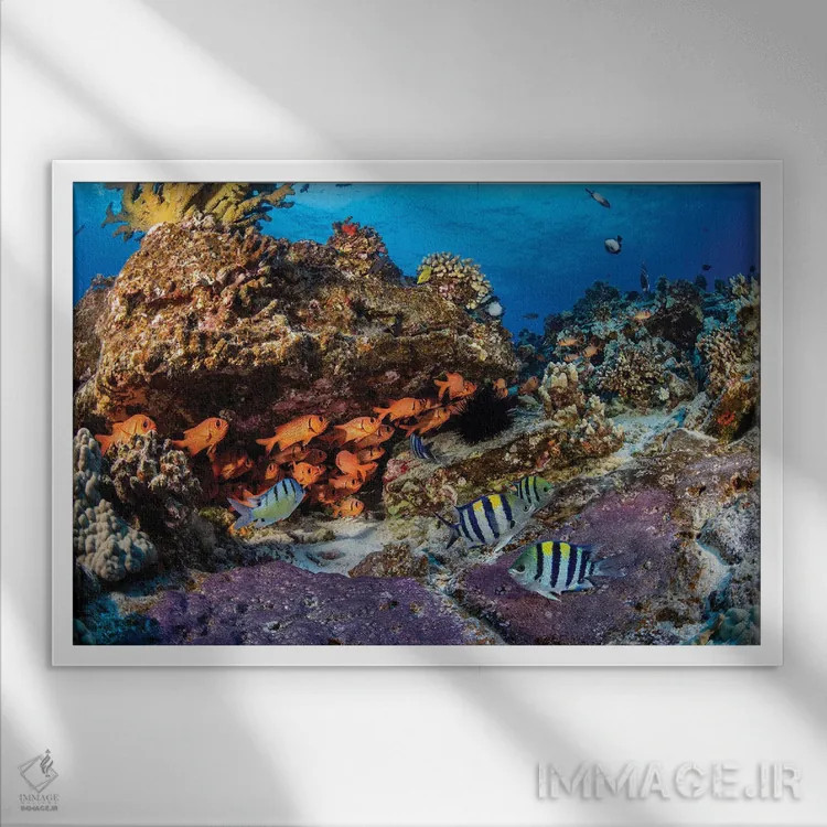 تابلو Red Sea,ماهی جراح سیاه (آکانتوروس گهم)، دریای سرخ اثر دیوید فلیتهام - نمای قابدار سفید