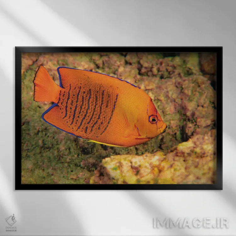 تابلو Papua New Guinea,ماهی دلقک (آمفیپریان پرکولا) در شقایق دریایی، پاپوا گینه نو اثر دیوید فلیتهام - نمای قابدار مشکی