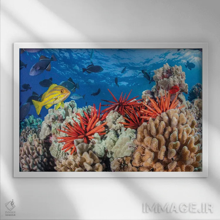 تابلو Fiji,ماهی فرشتهای نقابزرد (پوماکانتوس زانتومتوپون)، فیجی اثر دیوید فلیتهام - نمای قابدار سفید