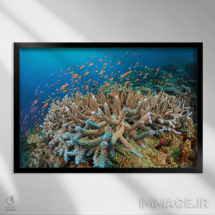 تابلو Fiji,ماهی فرشتهای سلطنتی (پیگوپلایتس دایاکانتوس)، فیجی اثر دیوید فلیتهام - نمای قابدار مشکی