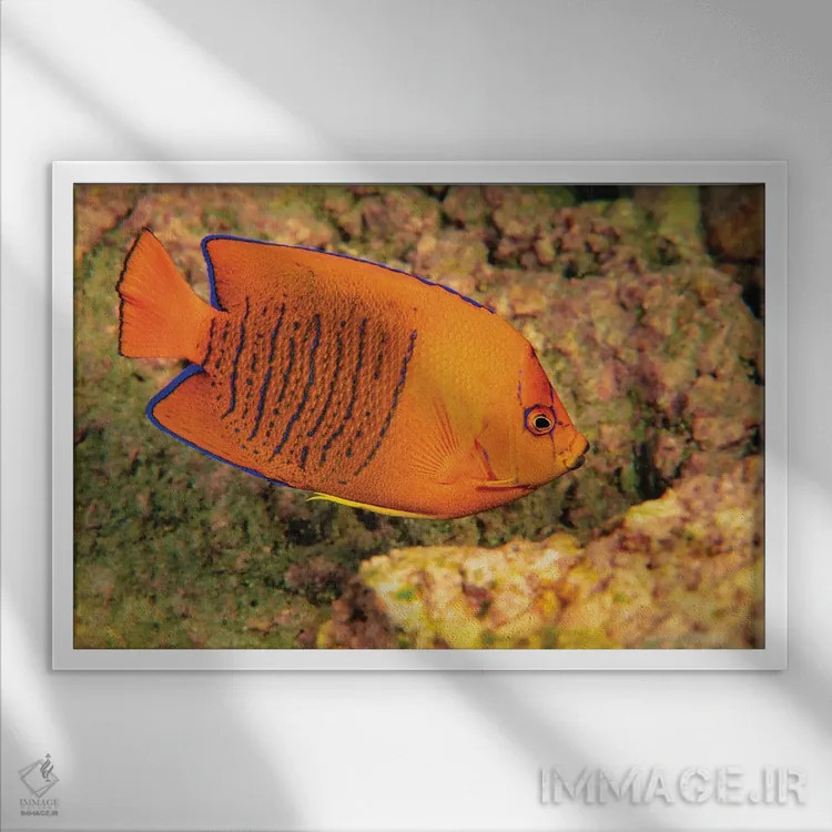 تابلو Papua New Guinea,ماهی دلقک (آمفیپریان پرکولا) در شقایق دریایی، پاپوا گینه نو اثر دیوید فلیتهام - نمای قابدار سفید