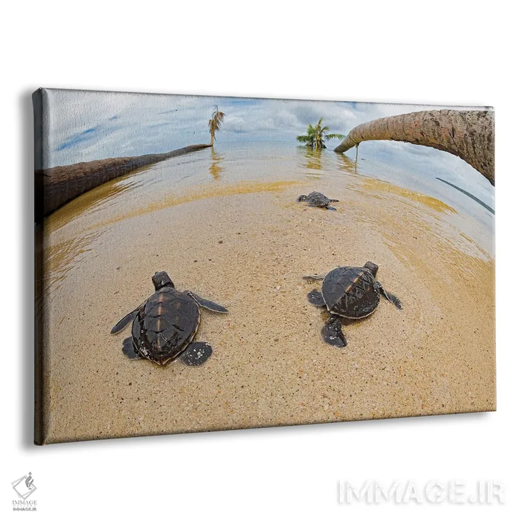 تابلو Fiji,ماهی عقرببرگی (تائنیانوتوس تریاکانتوس)، فیجی اثر دیوید فلیتهام - نمای پرسپکتیو محصول