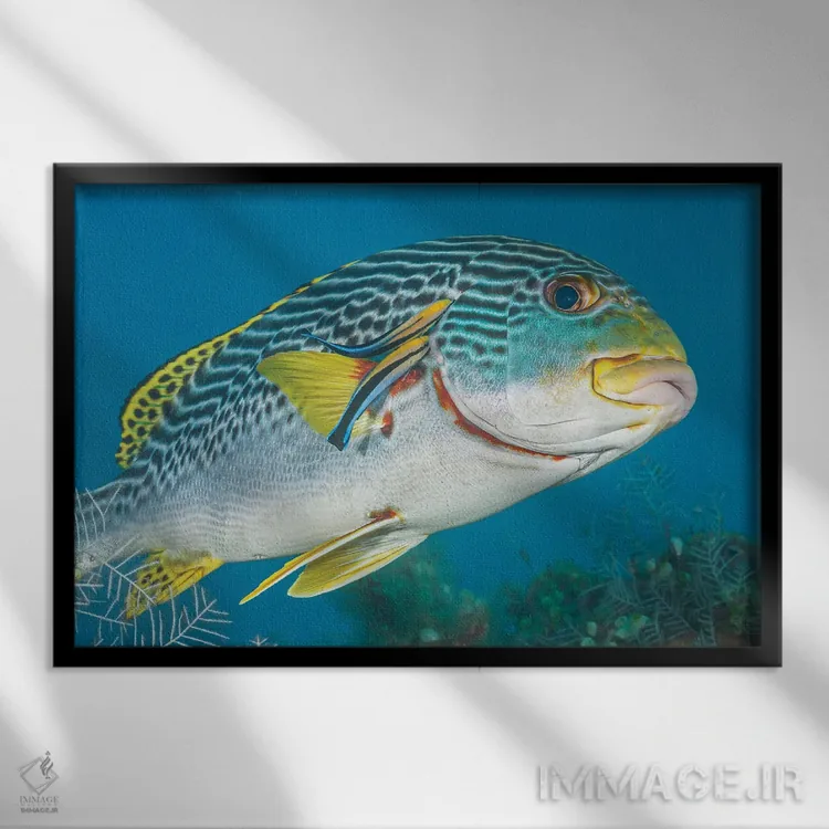 تابلو Fiji,ماهی آیدل موریش (زانکلوس کورنوتوس)، فیجی اثر دیوید فلیتهام - نمای قابدار مشکی