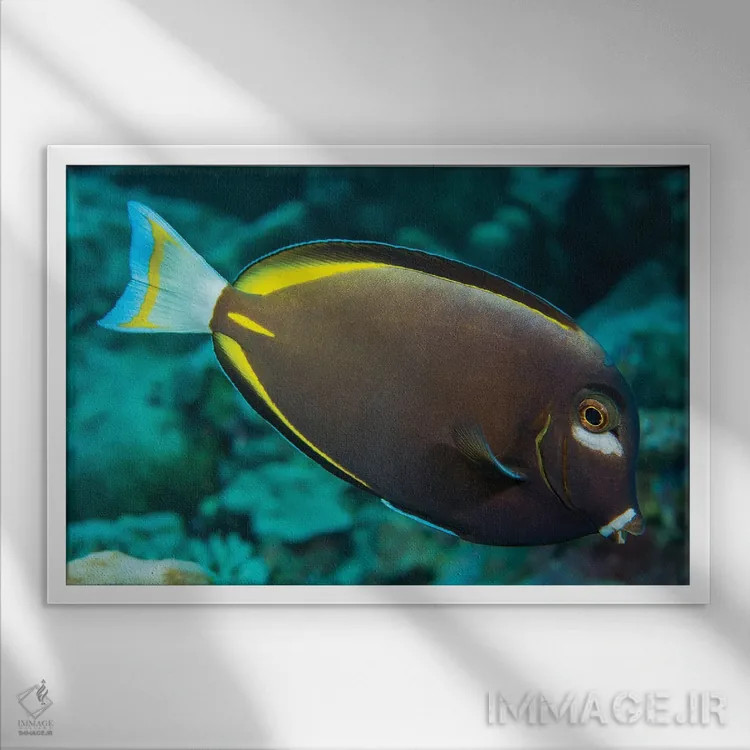 تابلو Red Sea,گله ماهی بنرفیش (هنیوکوس اینترمدیوس)، دریای سرخ اثر دیوید فلیتهام - نمای قابدار سفید