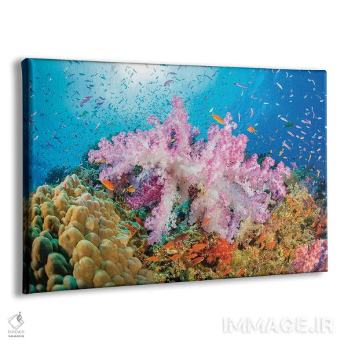 تابلو Fiji,ماهی فرشتهای زیبای مرجانی (سنتروپیگه بیاسپینوزا)، فیجی اثر دیوید فلیتهام - نمای پرسپکتیو محصول