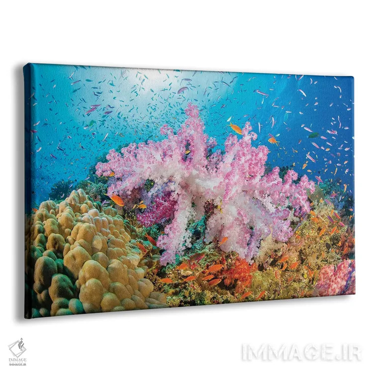 تابلو Fiji,ماهی فرشتهای زیبای مرجانی (سنتروپیگه بیاسپینوزا)، فیجی اثر دیوید فلیتهام - نمای پرسپکتیو محصول