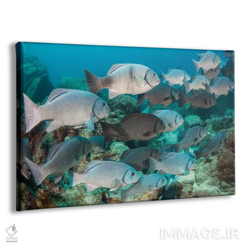 تابلو Fiji,ماهی فرشتهای فیجی (سنتروپیگه وْرولیکی)، فیجی اثر دیوید فلیتهام - نمای پرسپکتیو محصول