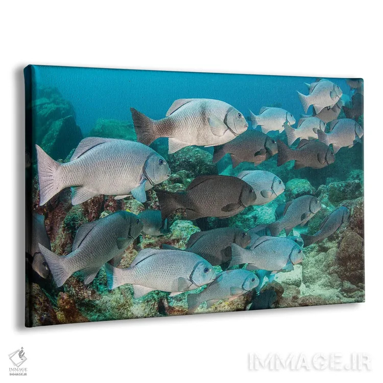 تابلو Fiji,ماهی فرشتهای فیجی (سنتروپیگه وْرولیکی)، فیجی اثر دیوید فلیتهام - نمای پرسپکتیو محصول