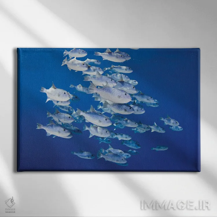 تابلو Fiji,ماهی کارباورال فیجی (آپوگون لیمِنوس)، فیجی اثر دیوید فلیتهام - نمای روبهرو روی دیوار
