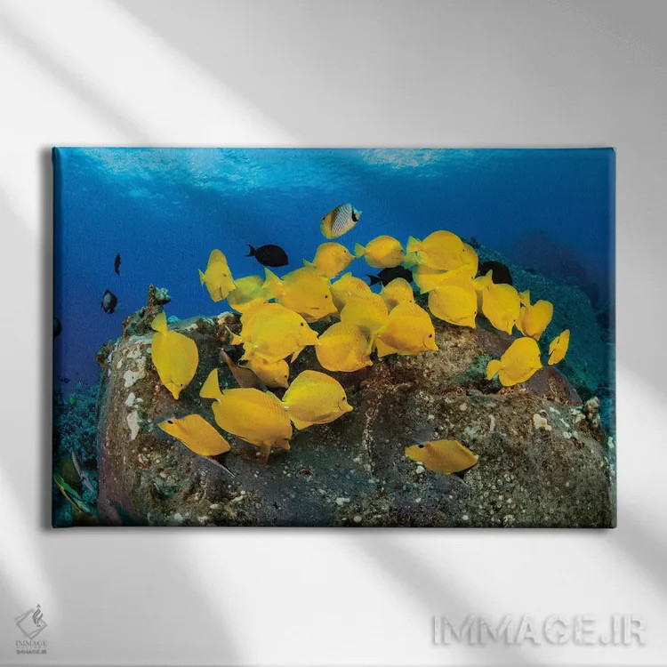 تابلو Fiji,ماهی آنتیاس بالهقرمز (پسودآنتیاس دیسپار)، فیجی اثر دیوید فلیتهام - نمای روبهرو روی دیوار