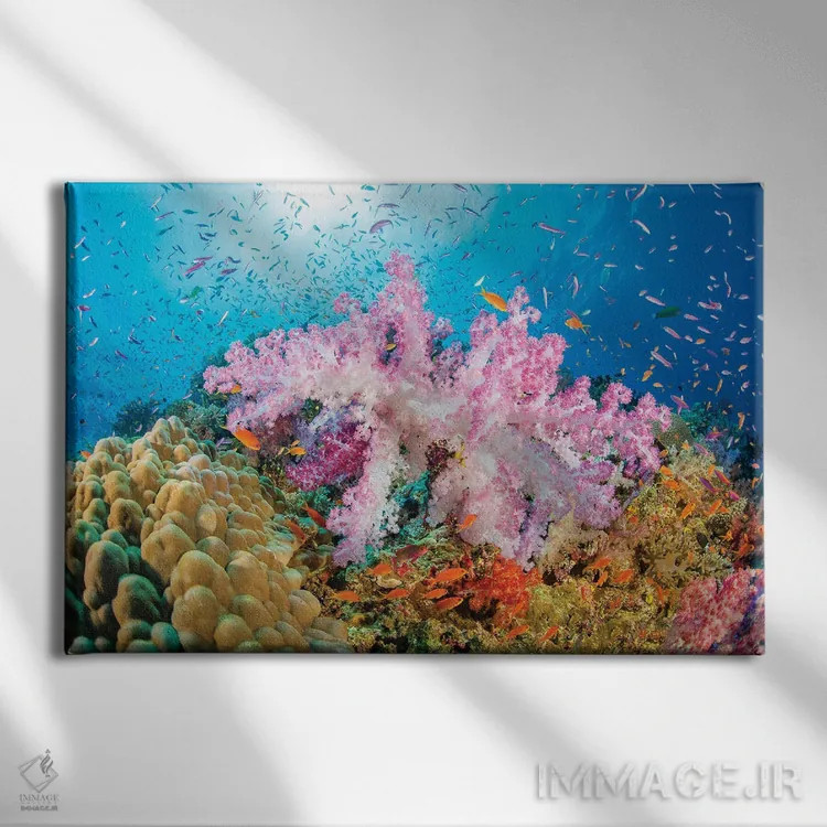 تابلو Fiji,ماهی فرشتهای زیبای مرجانی (سنتروپیگه بیاسپینوزا)، فیجی اثر دیوید فلیتهام - نمای روبهرو روی دیوار