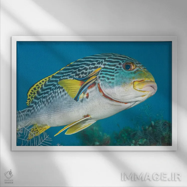 تابلو Fiji,ماهی آیدل موریش (زانکلوس کورنوتوس)، فیجی اثر دیوید فلیتهام - نمای قابدار سفید