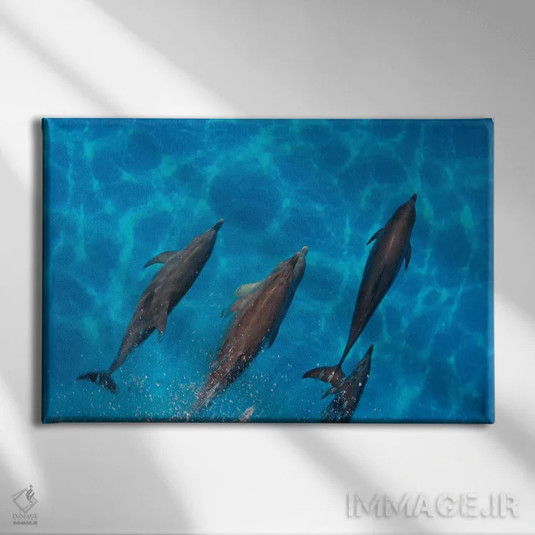 تابلو Fiji,ماهی آنتیاس دمچنگی (پسودآنتیاس اسکوامیپینیس)، فیجی اثر دیوید فلیتهام - نمای روبهرو روی دیوار