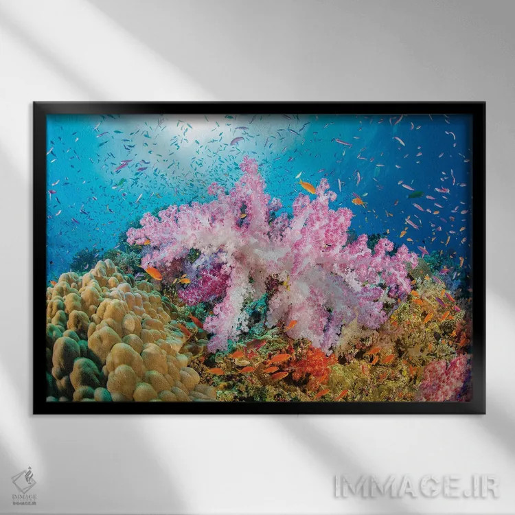 تابلو Fiji,ماهی فرشتهای زیبای مرجانی (سنتروپیگه بیاسپینوزا)، فیجی اثر دیوید فلیتهام - نمای قابدار مشکی